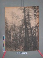阿里山萬歲山扁柏林藏品圖，第2張